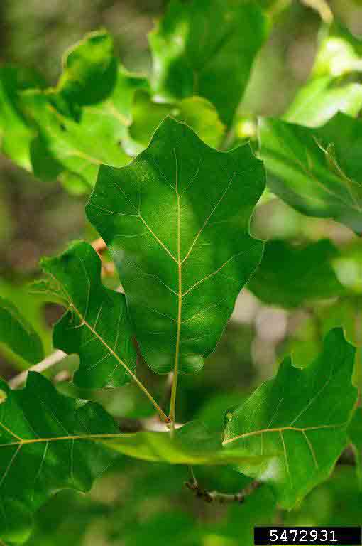 Blackjack oak leaf, showing shallow lobes and bristles on the tips