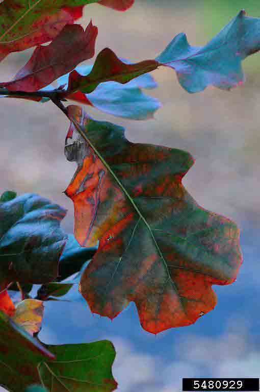 Blackjack oak leaf, fall