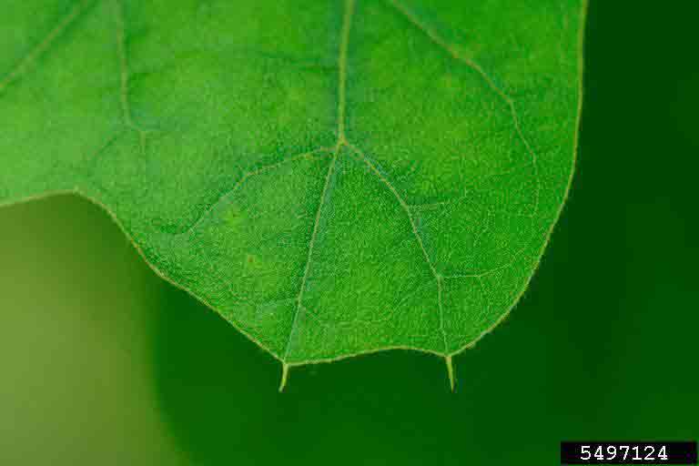 Blackjack oak leaf, showing bristles on the tips