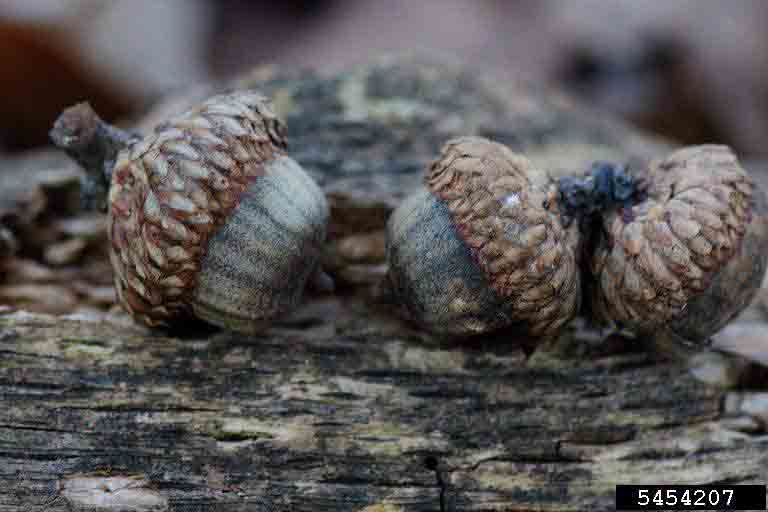 Blackjack oak acorns
