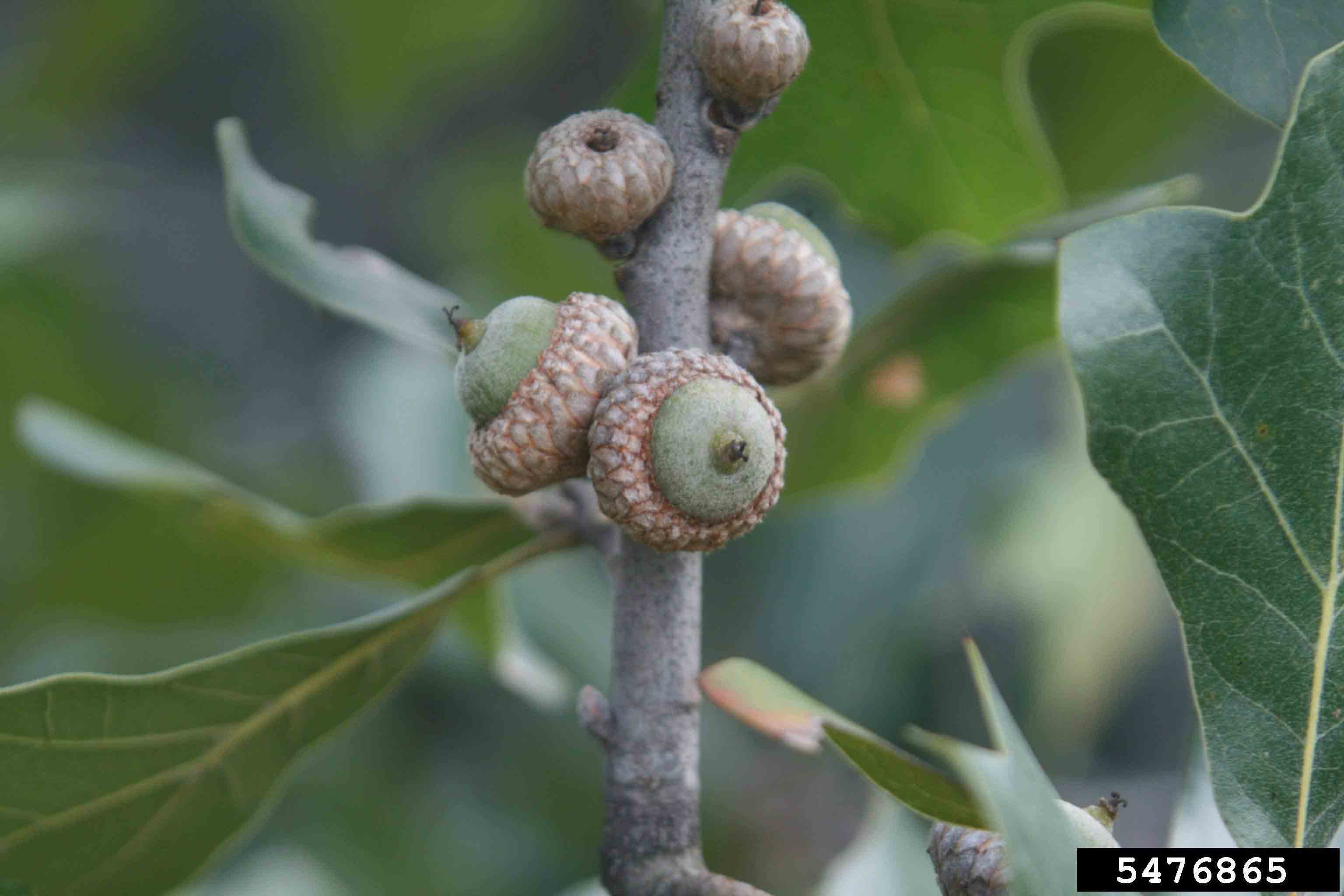Blackjack oak acorns