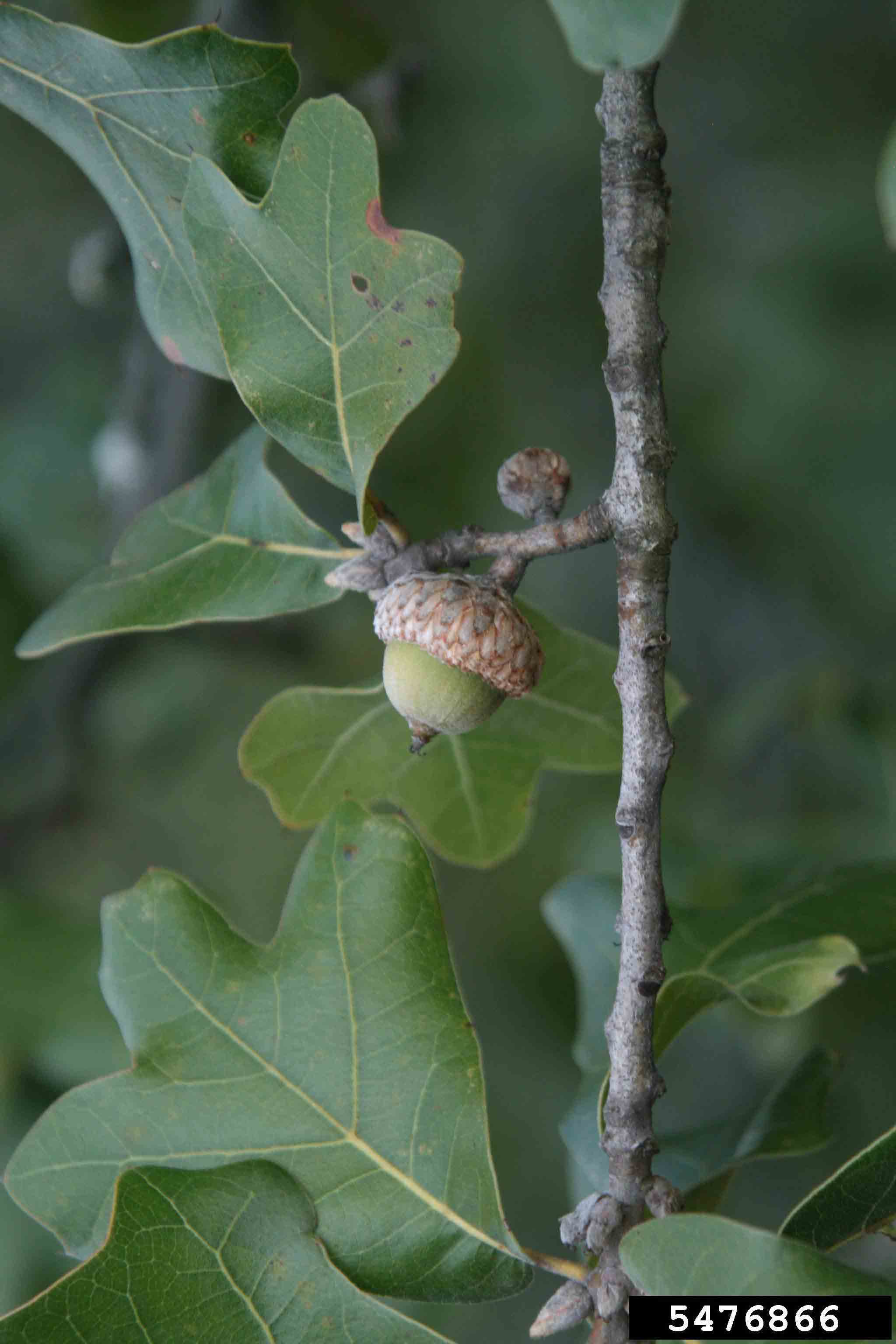 Blackjack oak acorn, half enclosed in cup