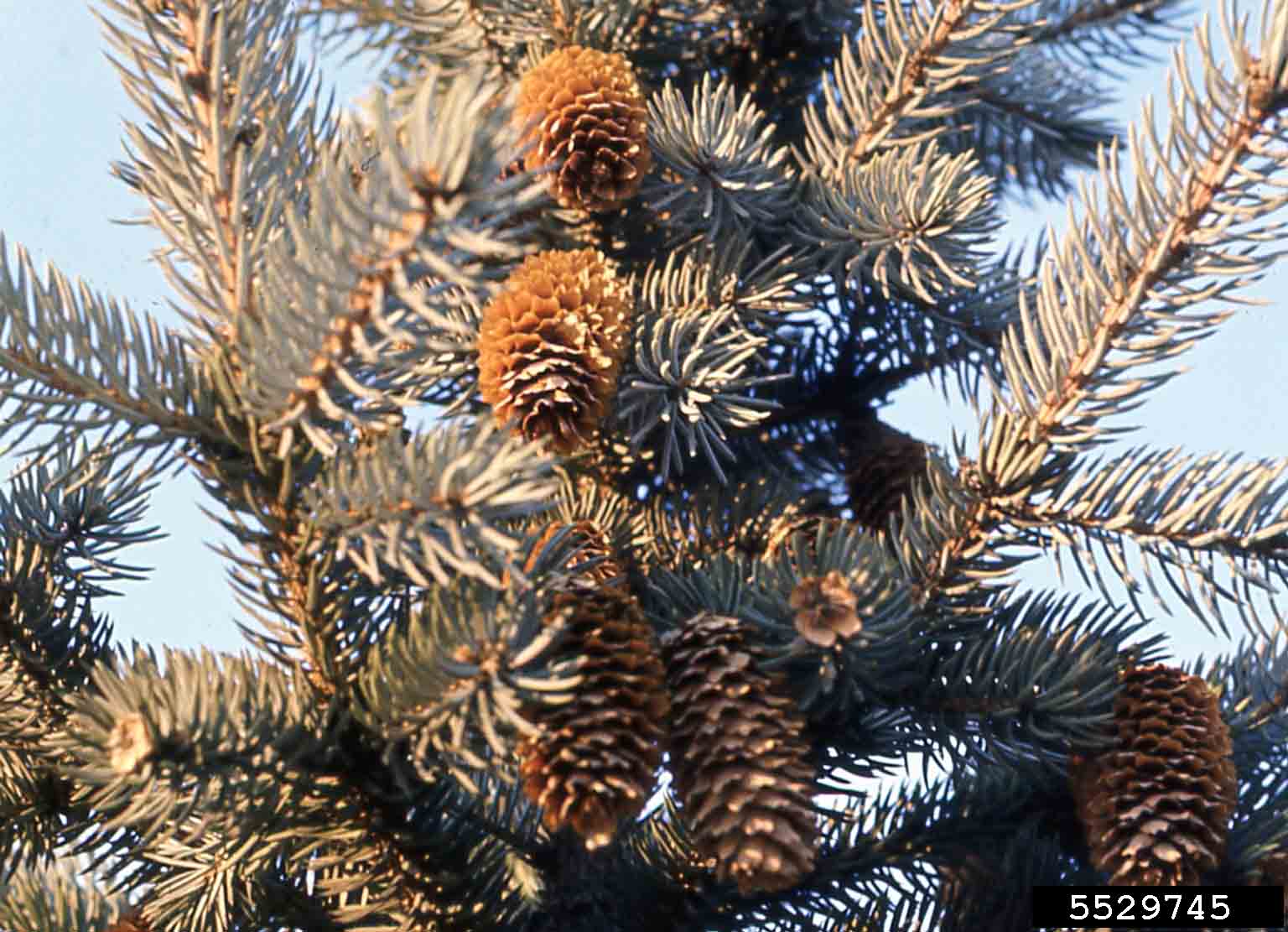 Blue spruce cones, 4" long