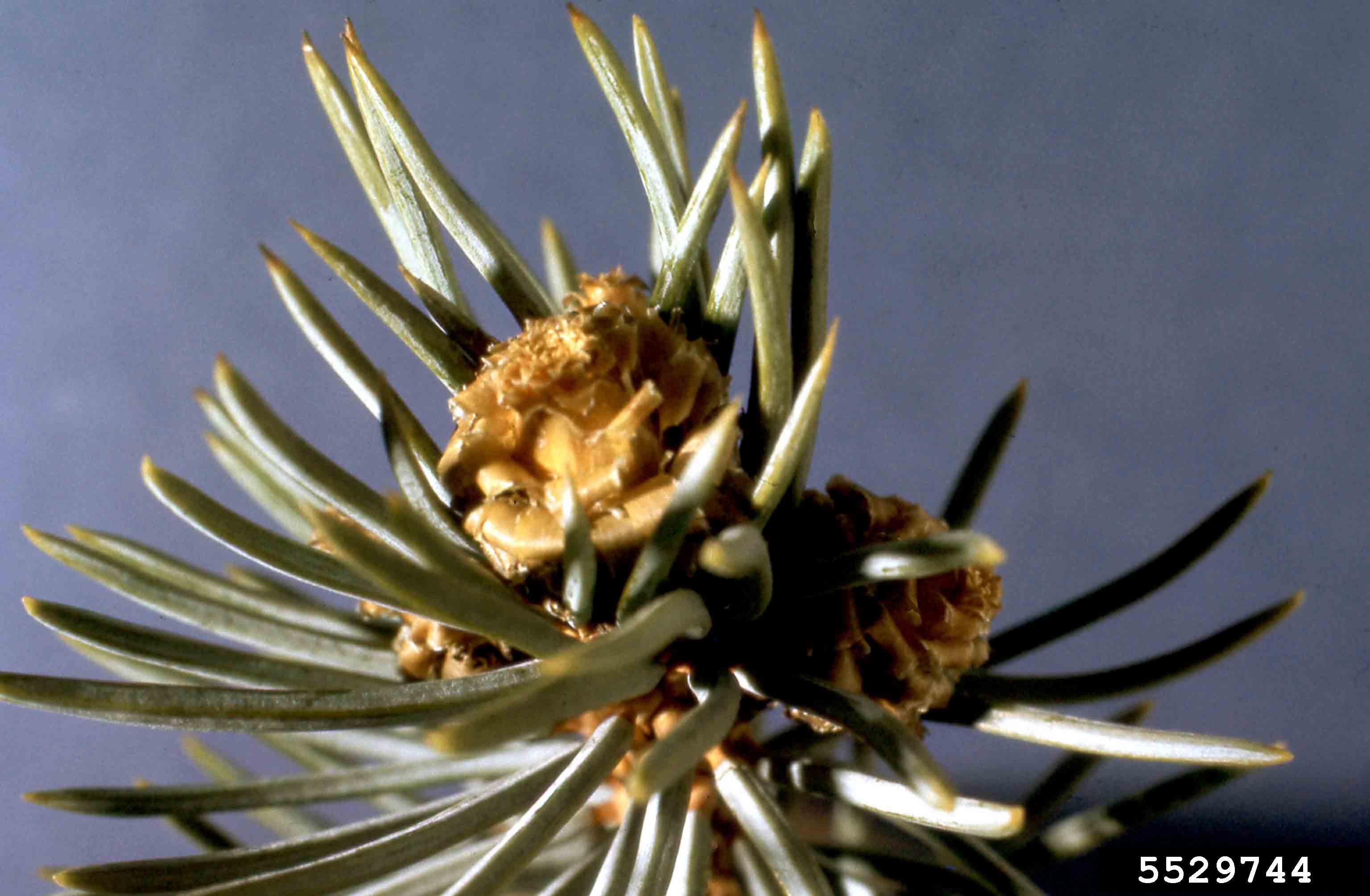 Blue spruce foliage and cones