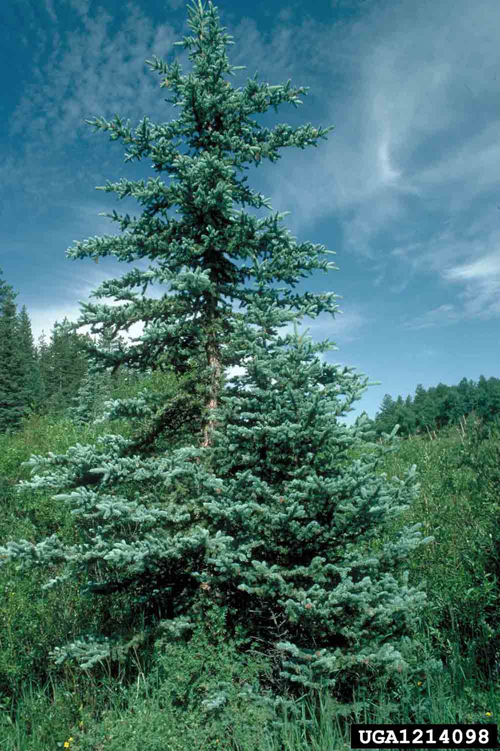 Blue spruce tree