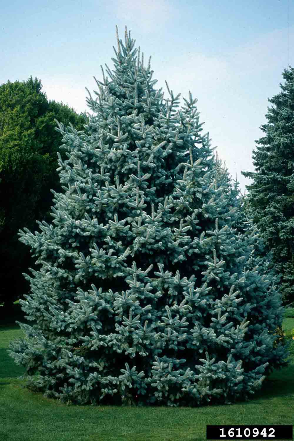 Blue spruce tree