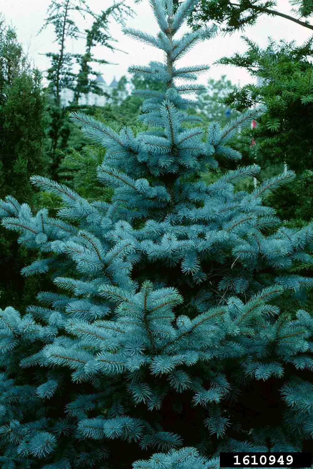 Blue spruce tree