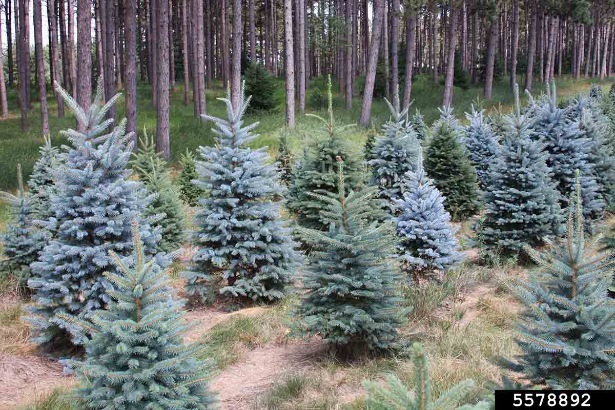 Blue spruce tree farm
