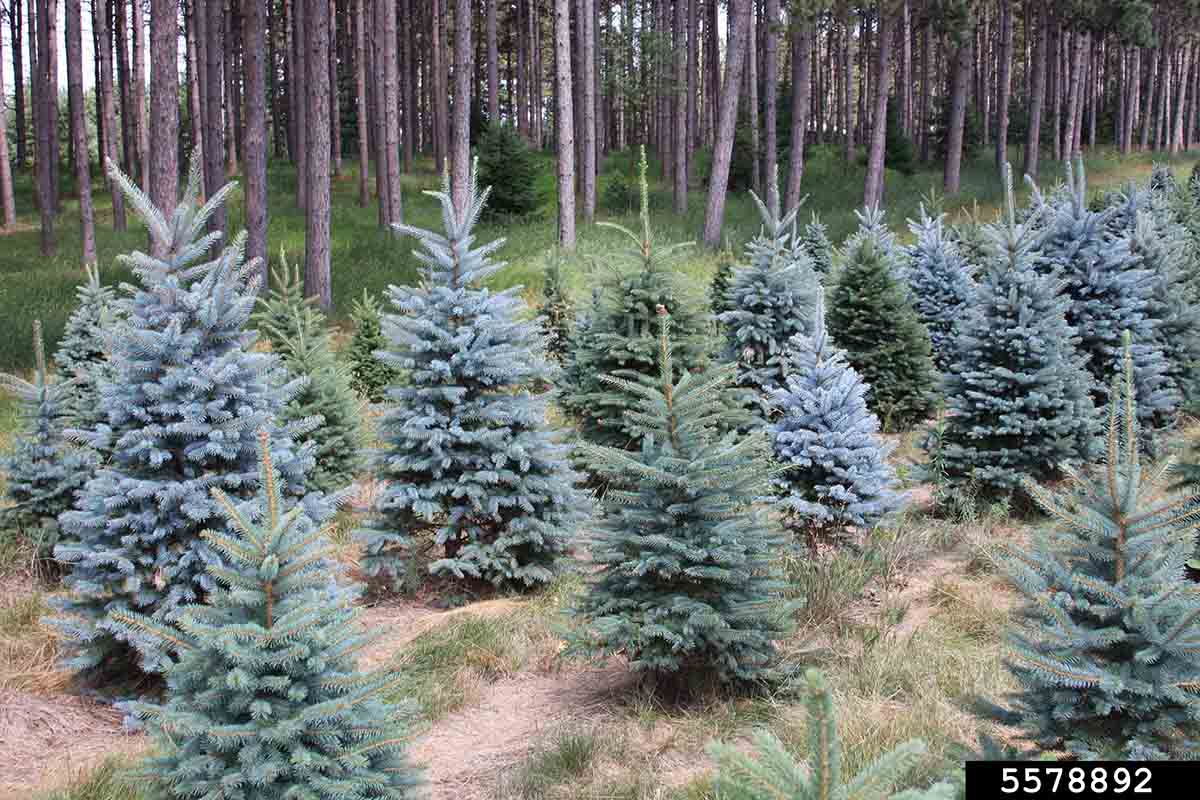 Blue spruce tree farm