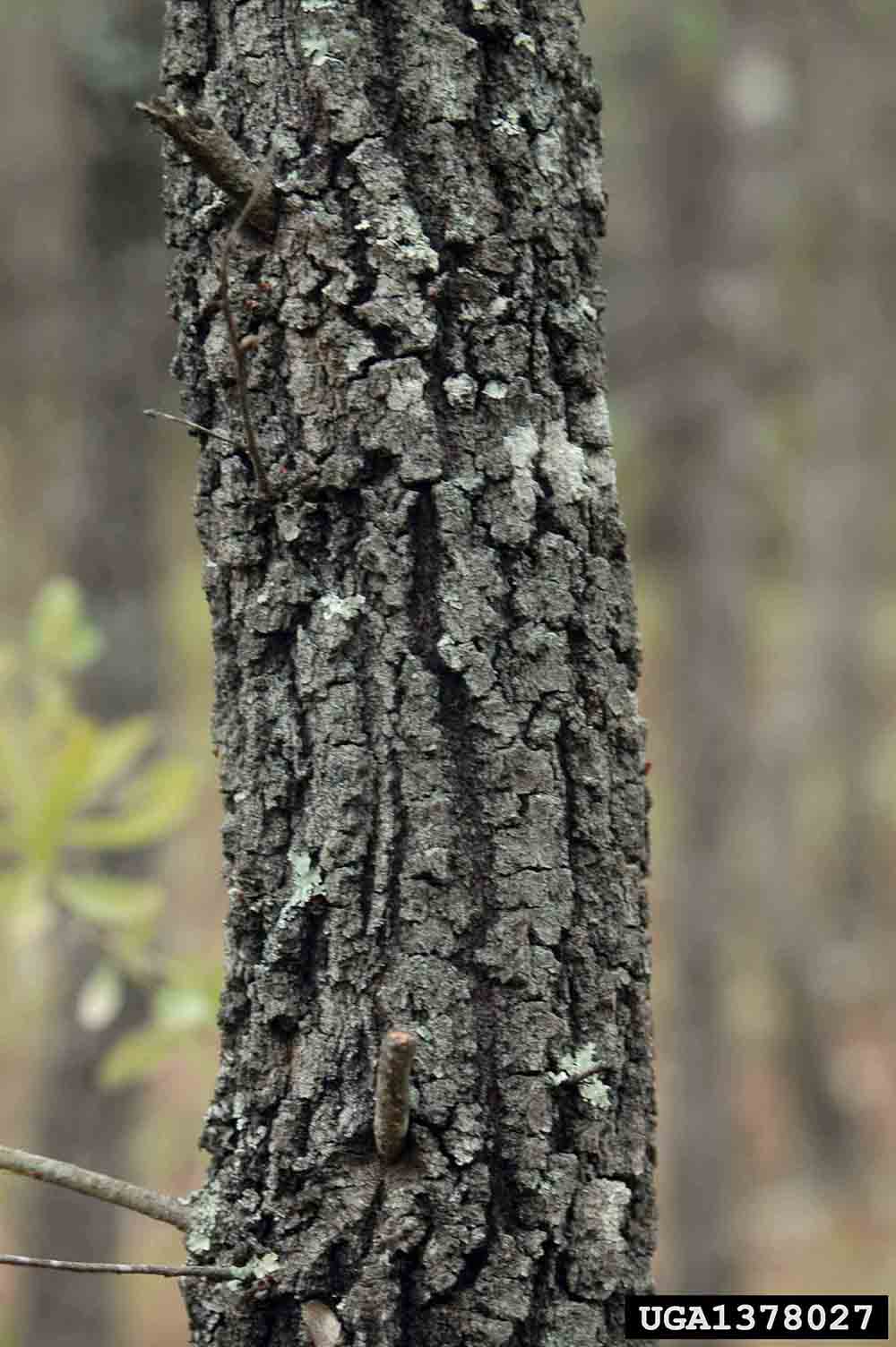 Bluejack oak bark