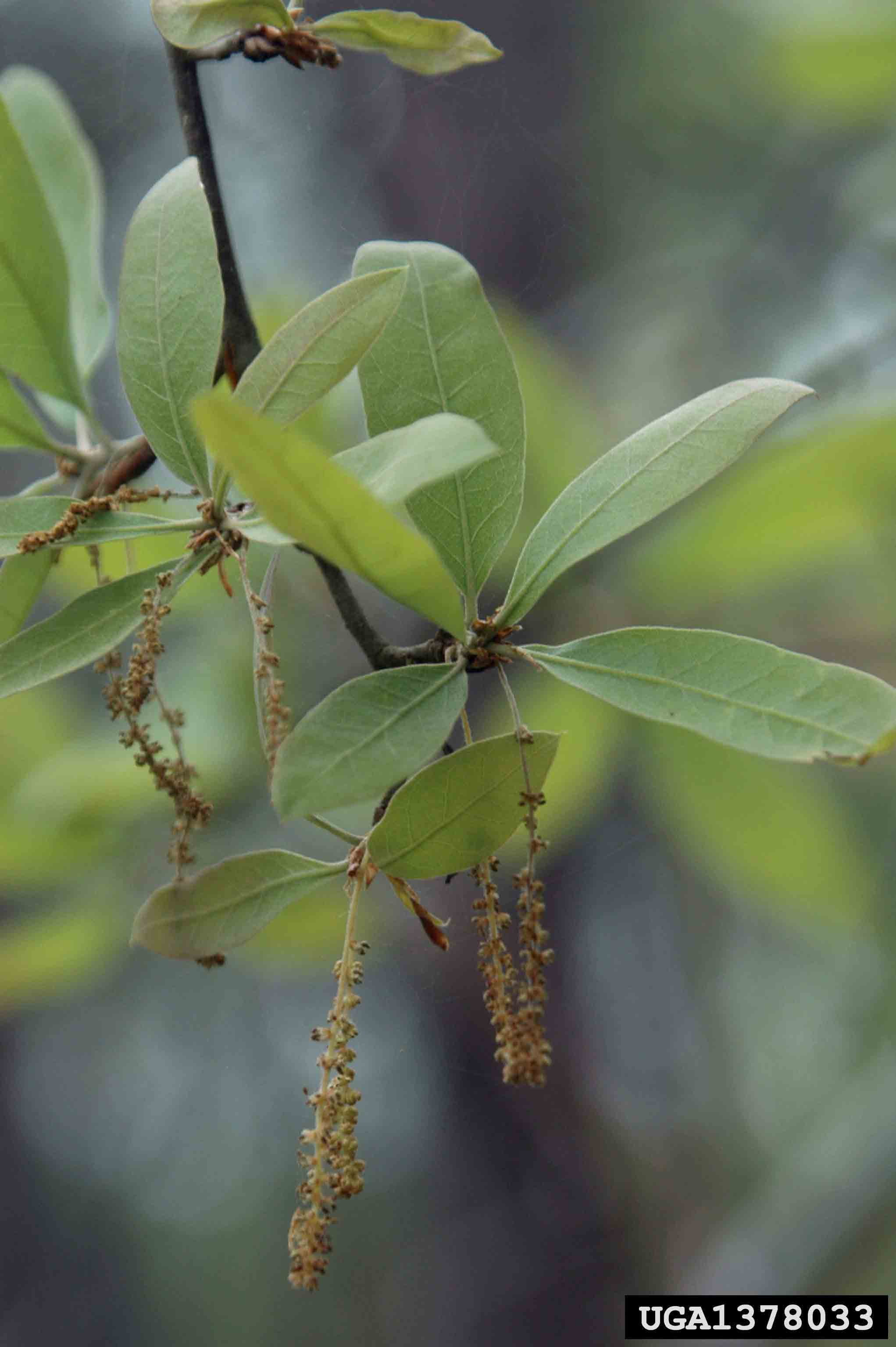 Bluejack oak flowers