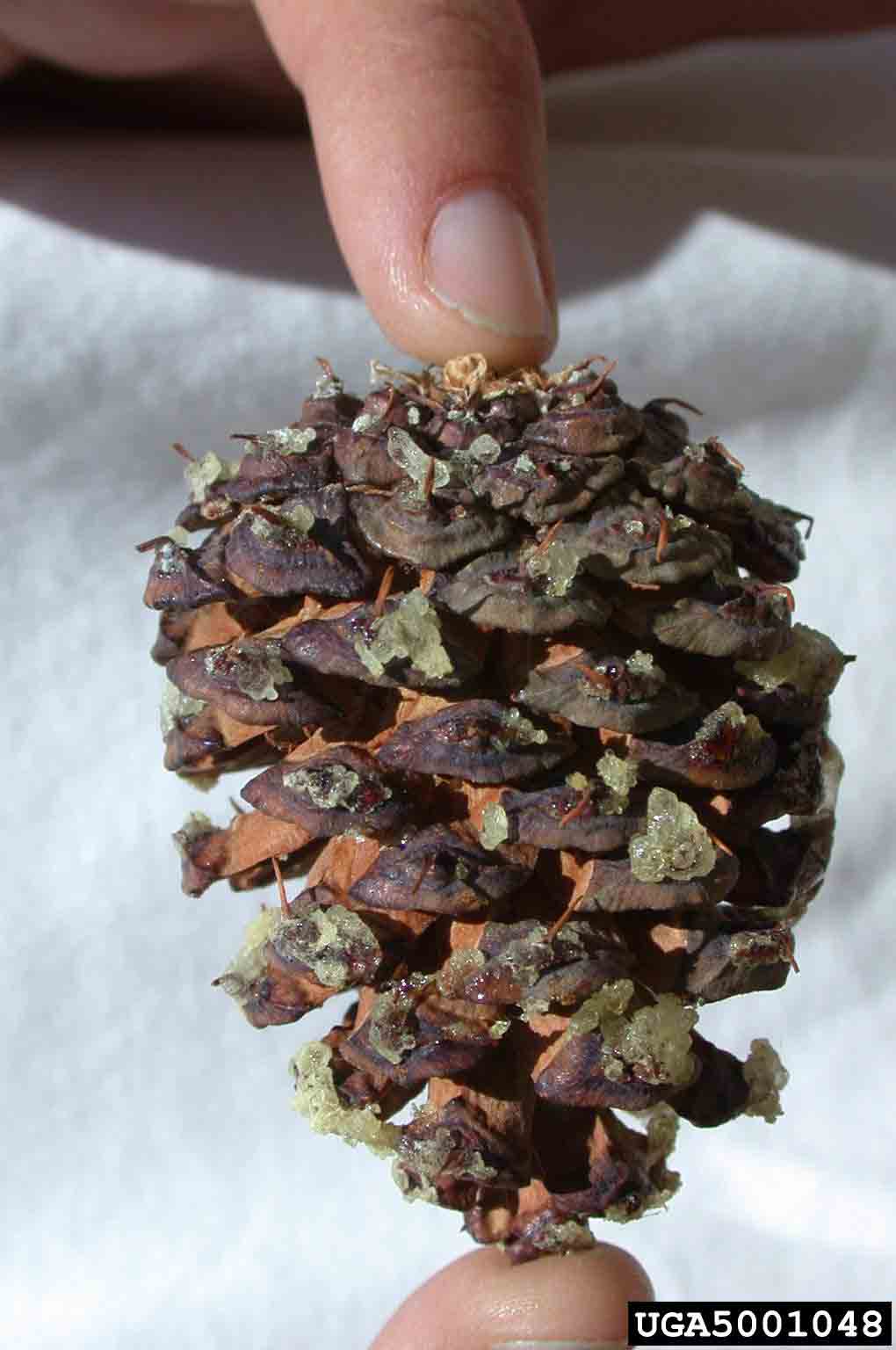 Bristlecone pine cone