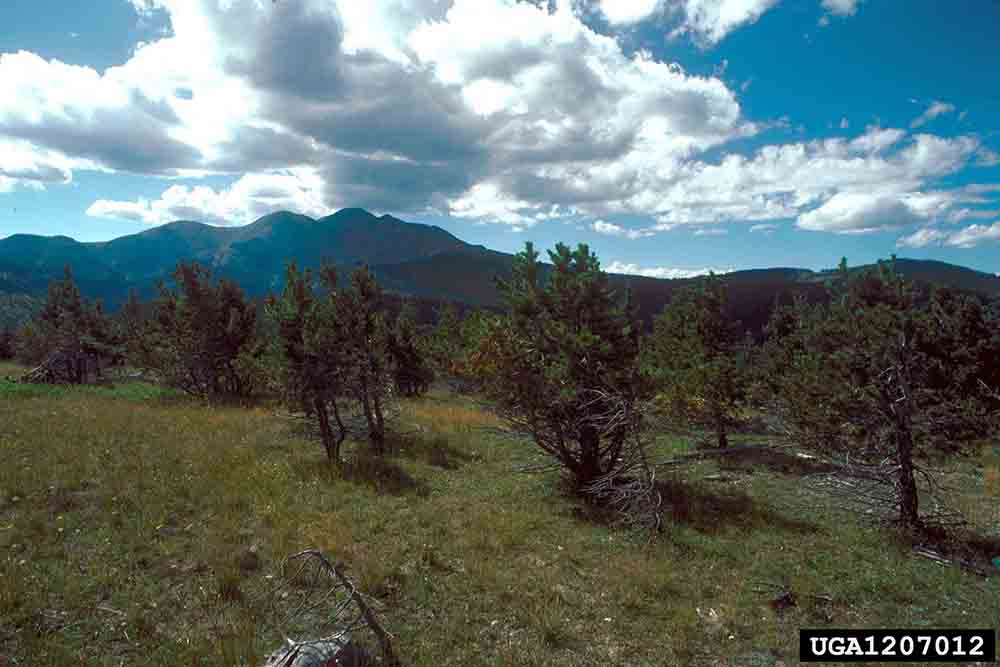 Bristlecone pine tree stand