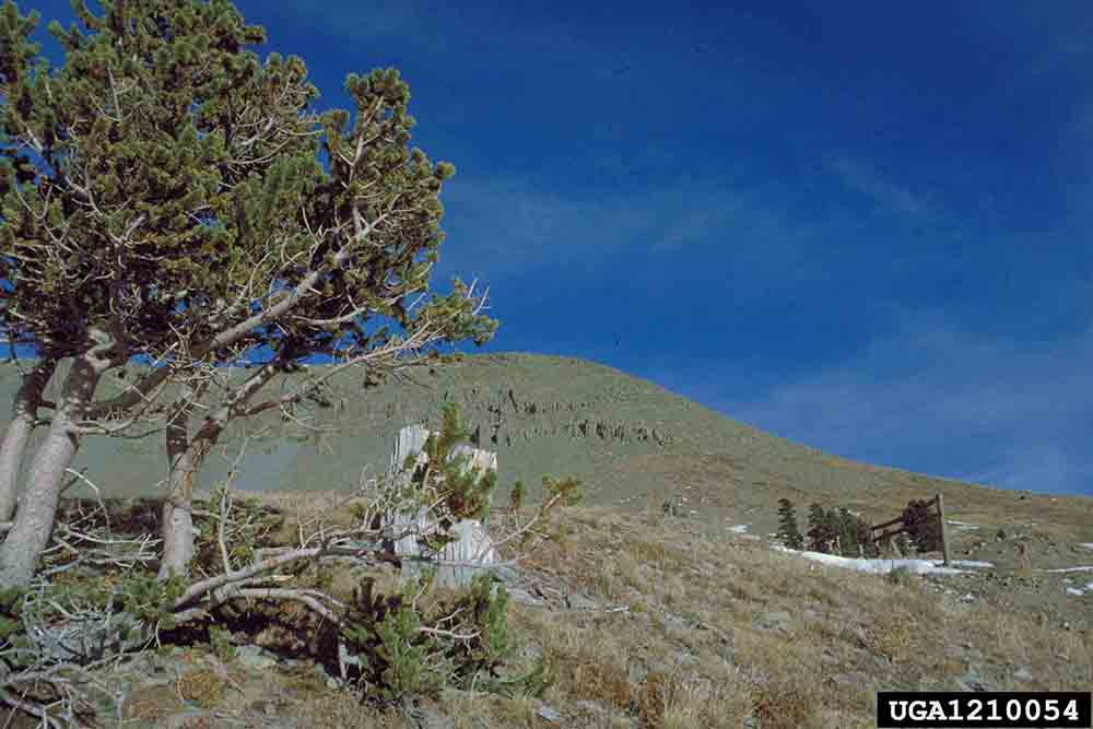 Bristlecone pine tree