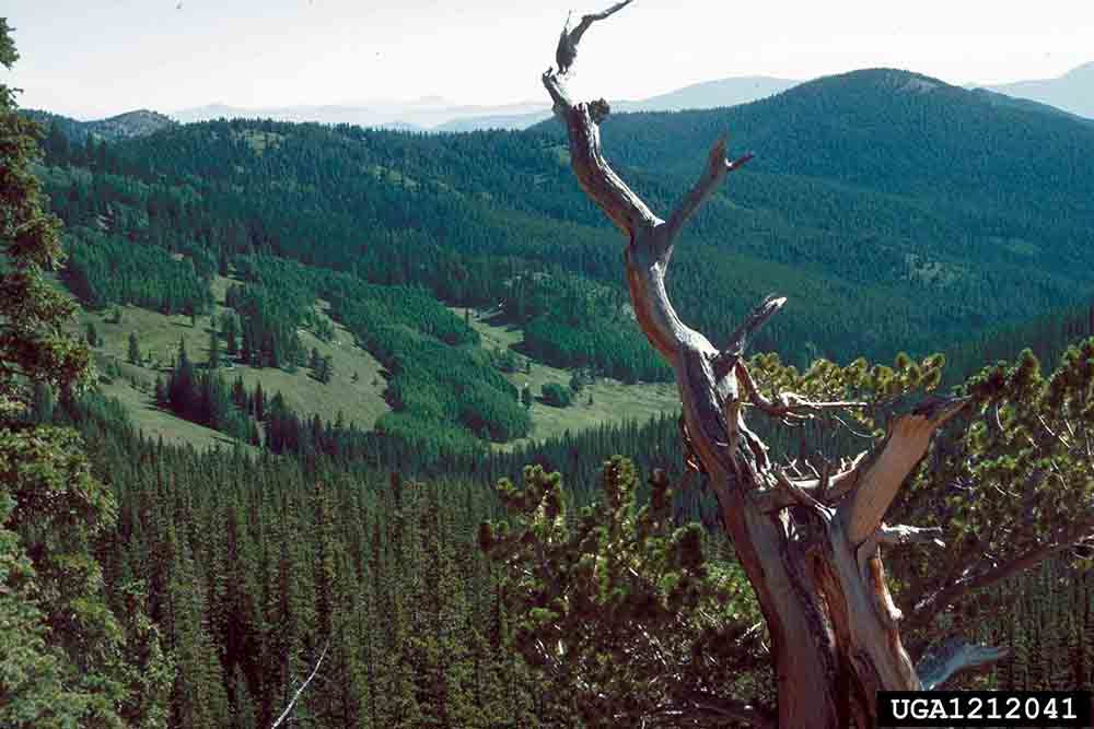 Bristlecone pine tree