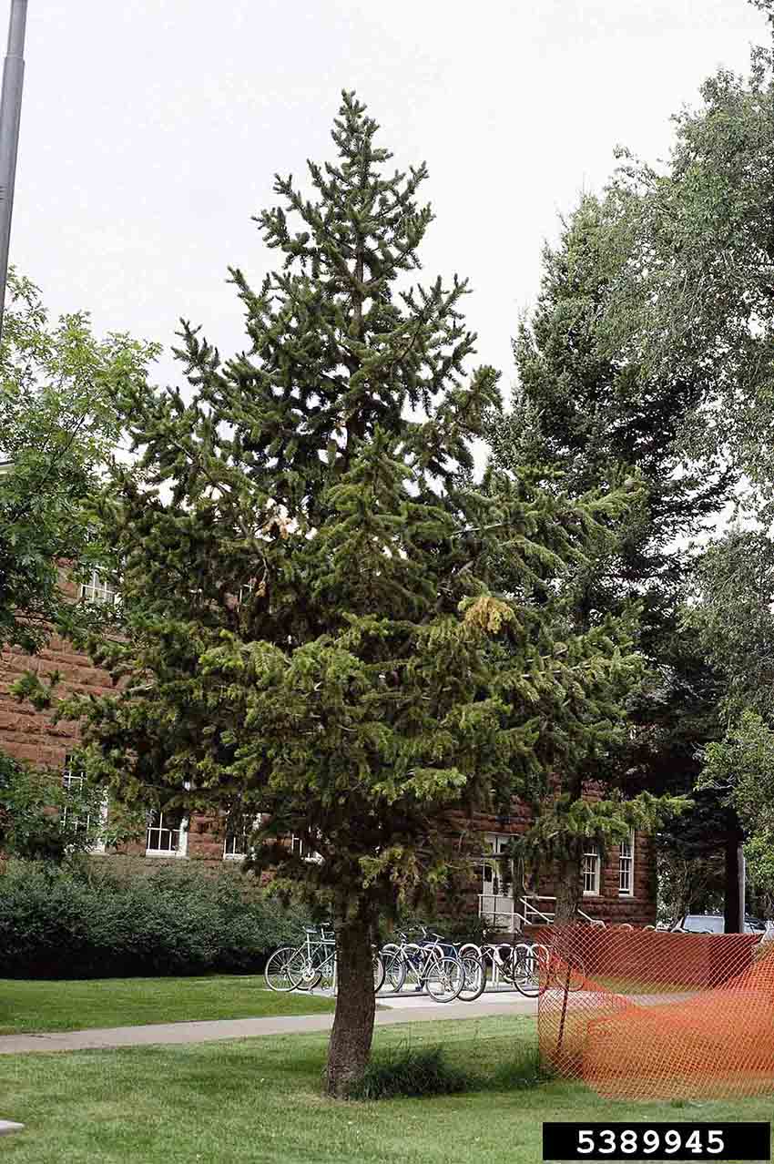Bristlecone pine tree