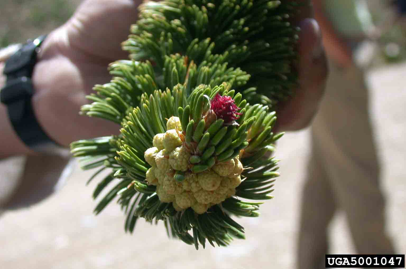 Bristlecone pine twig
