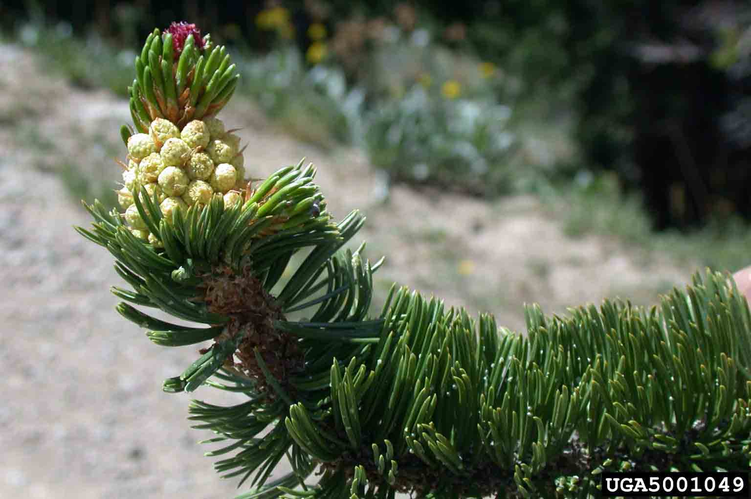 Bristlecone pine twig