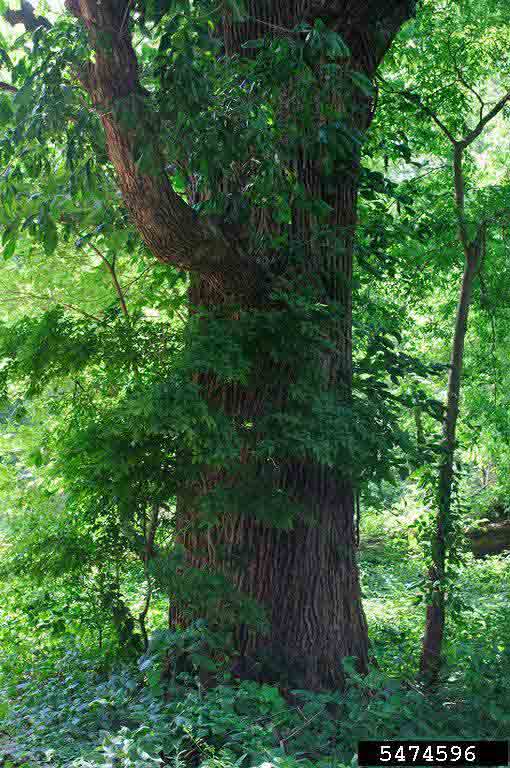 Bur oak bark on mature tree