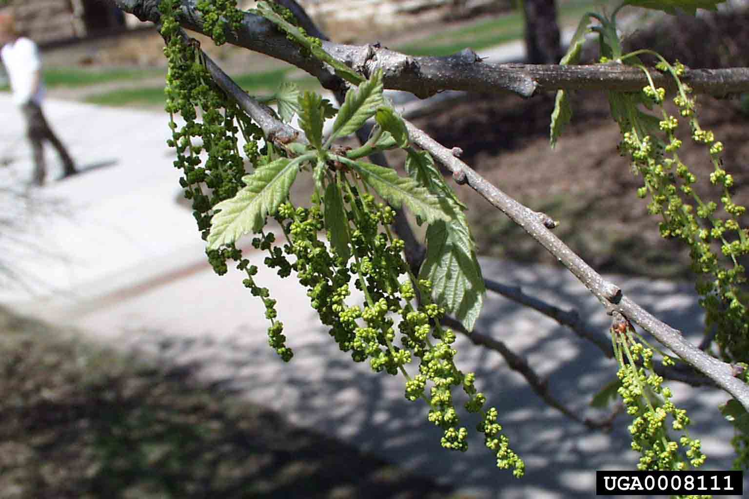 Bur oak flowers