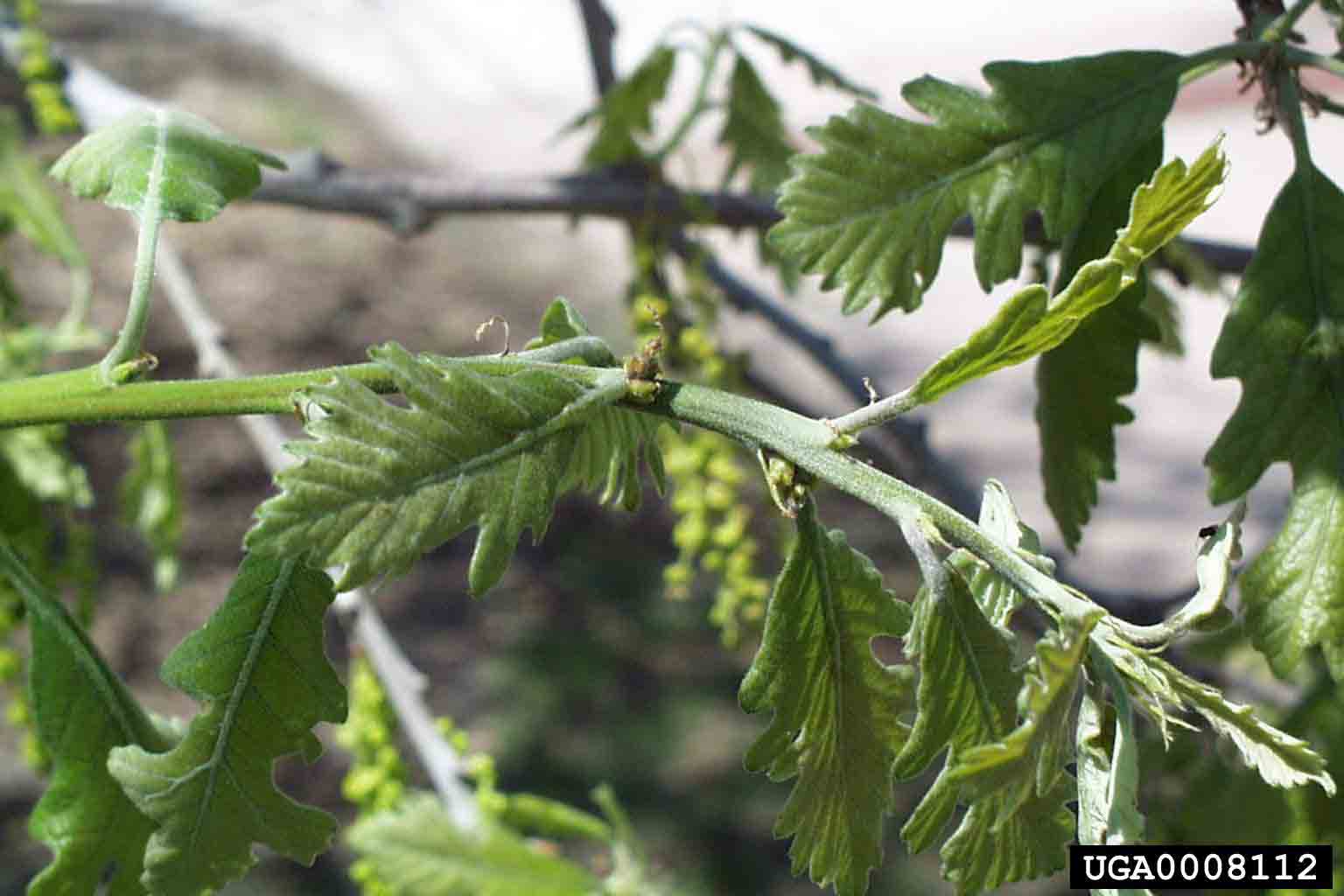 Bur oak new leaves