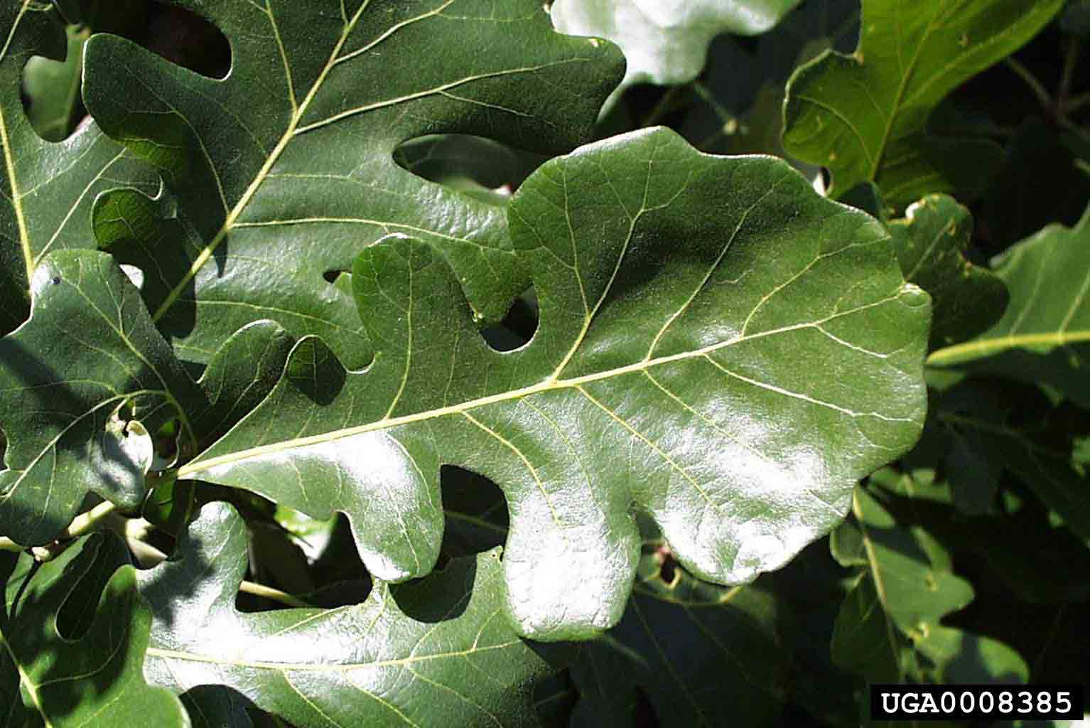 Bur oak leaf, 6"-12" long, showing lobes