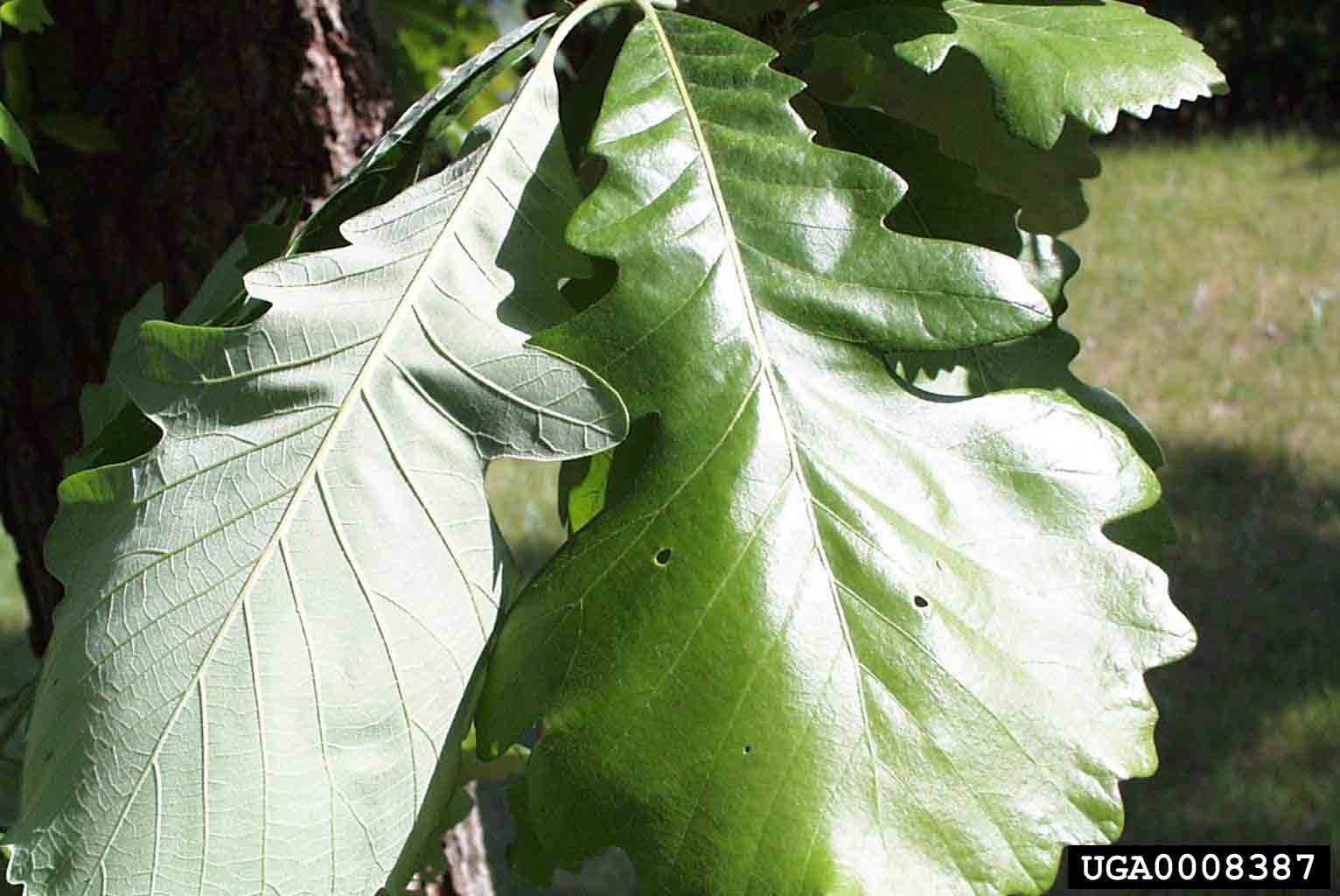 Bur oak leaves, underside and upper side