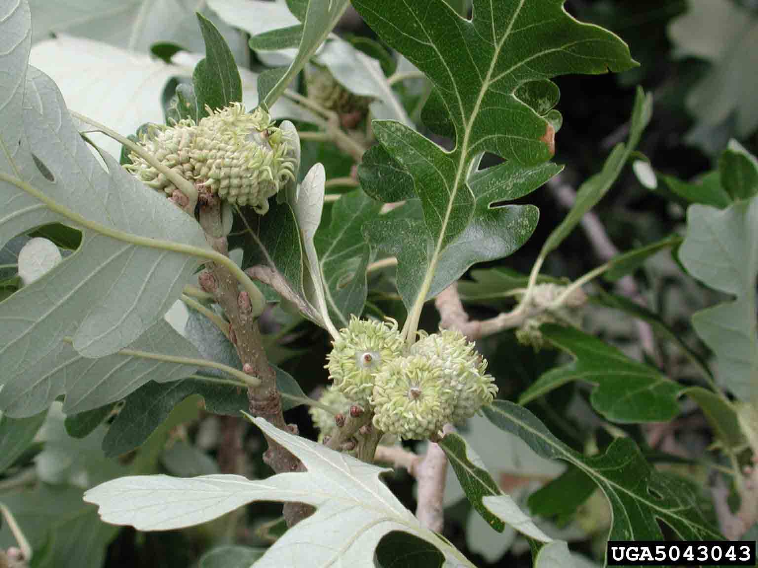 Bur oak acorns, immature