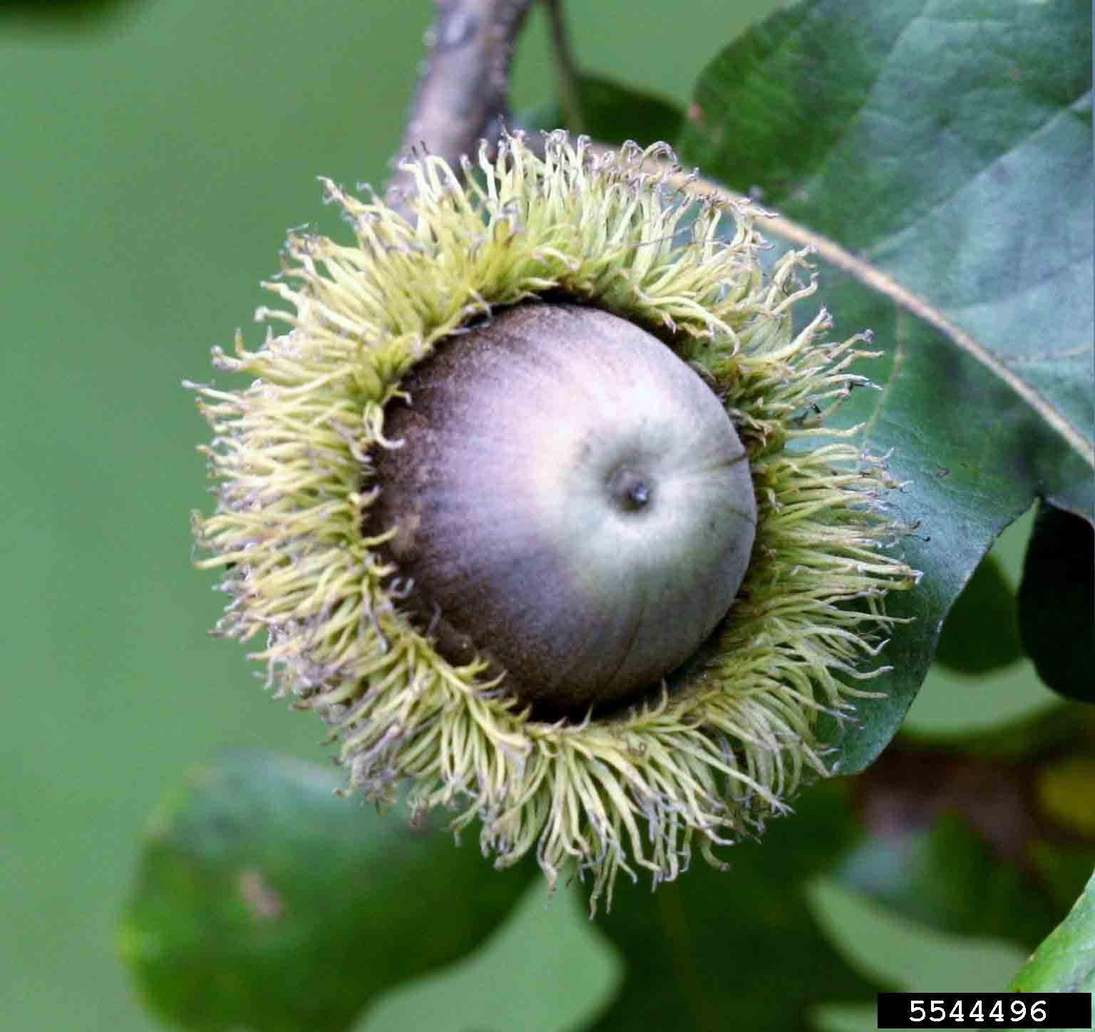 Bur oak acorn