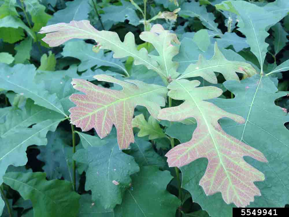 Bur oak seedling leaves