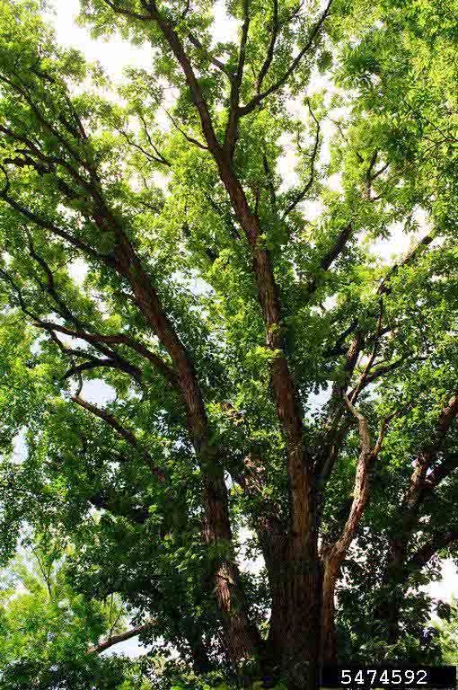 Bur oak tree