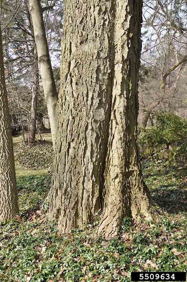 Butternut bark on mature tree
