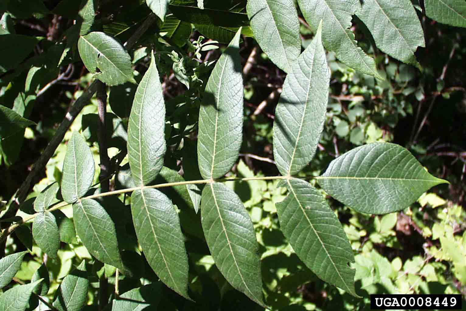 Butternut leaf, pinnately compound with 11-17 leaflets with toothed margins