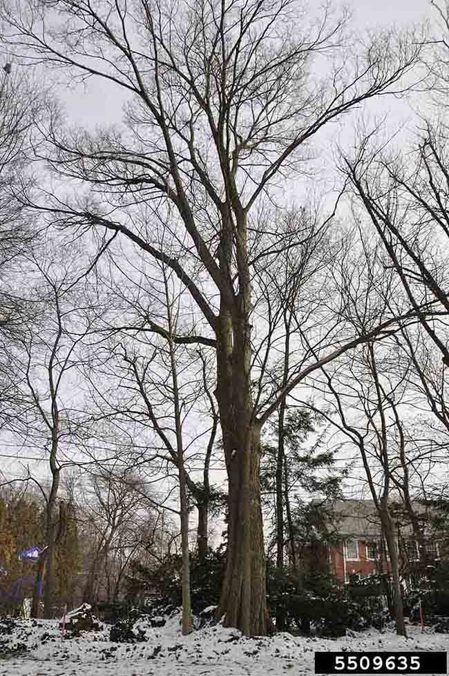 Butternut tree form, winter