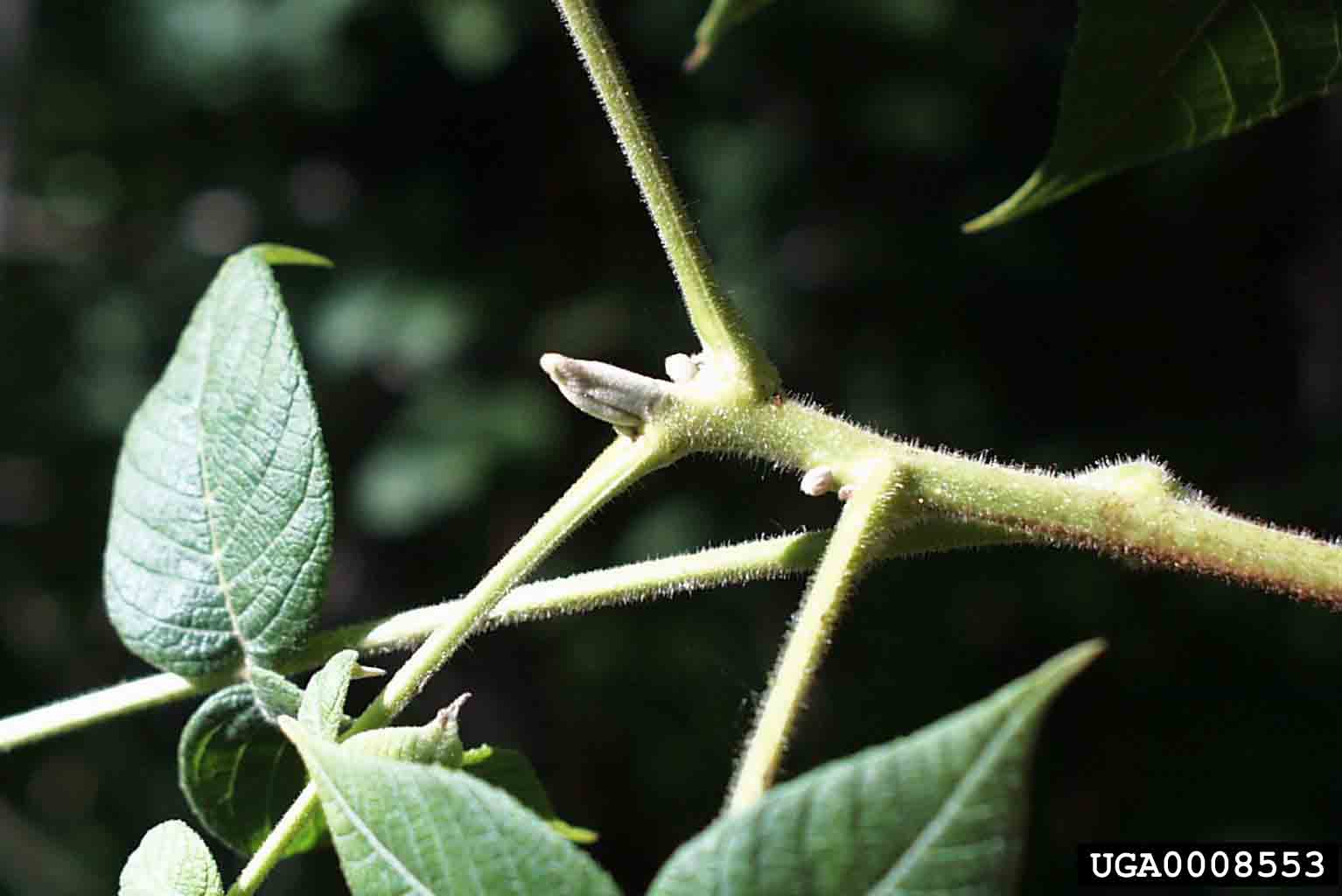 Butternut twig