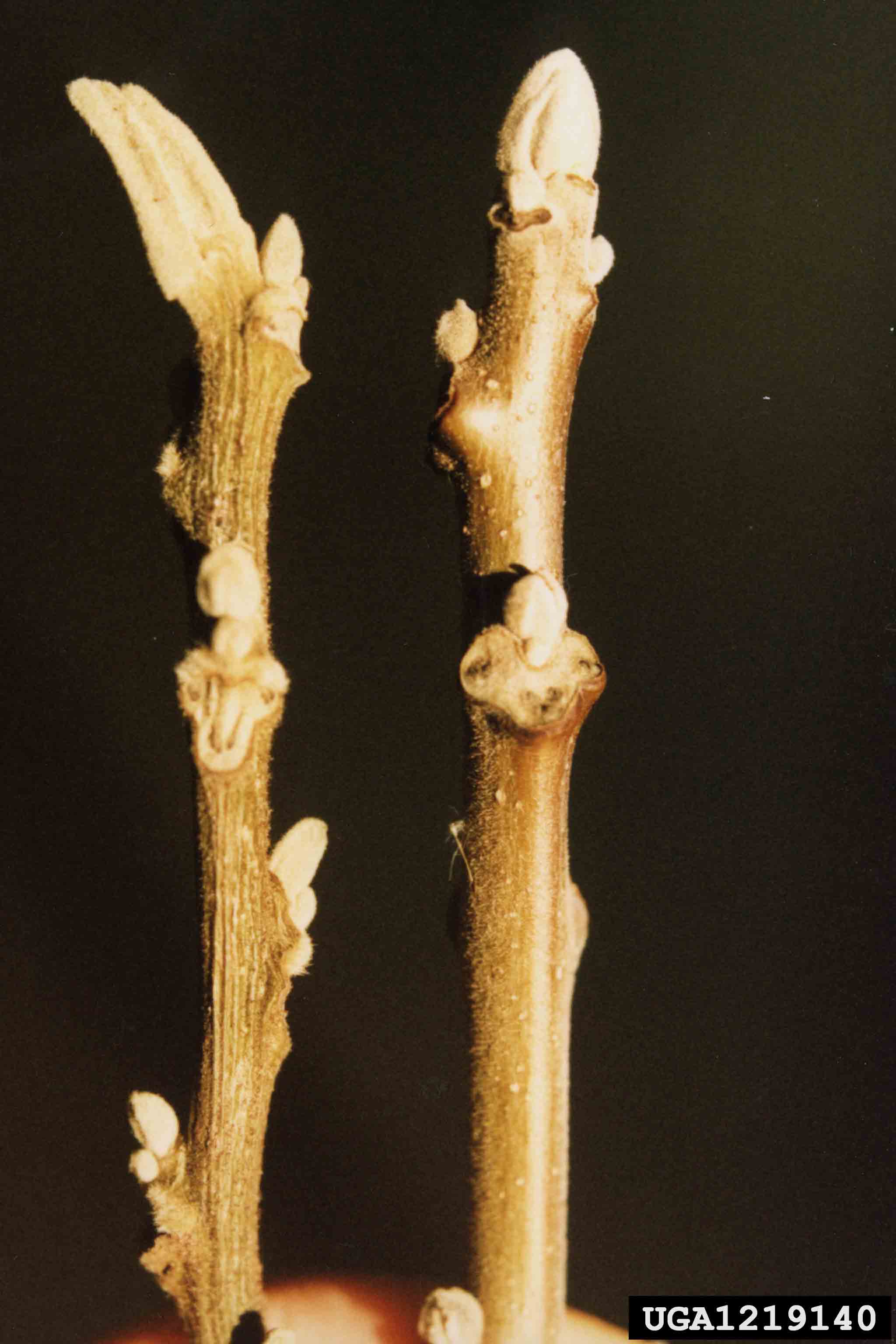 Butternut twig and bud