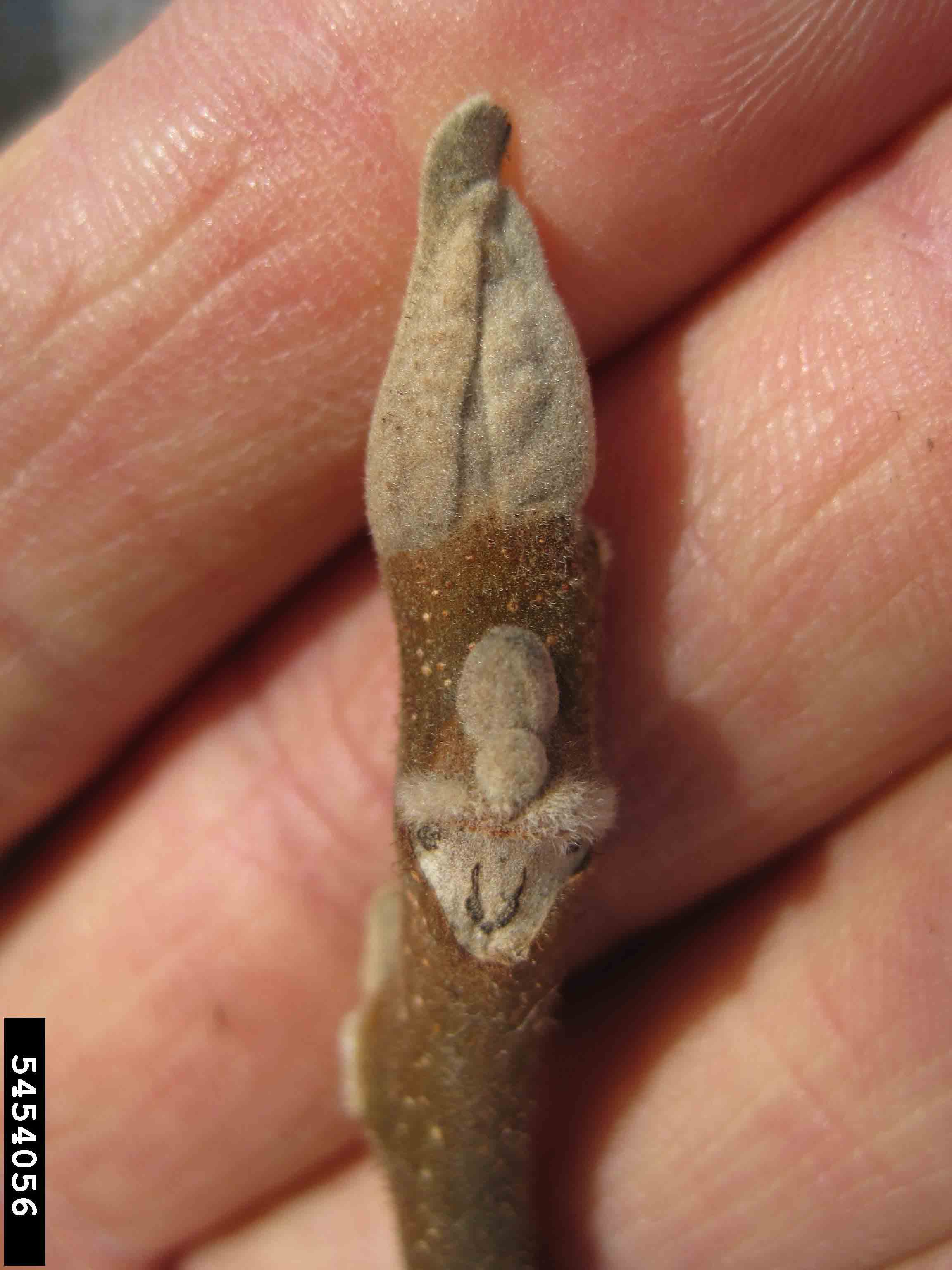 Butternut twig, showing leaf scar and bud