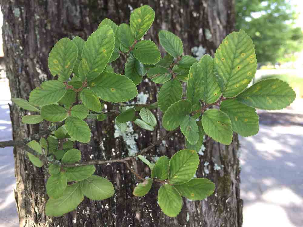 Cedar elm foliage