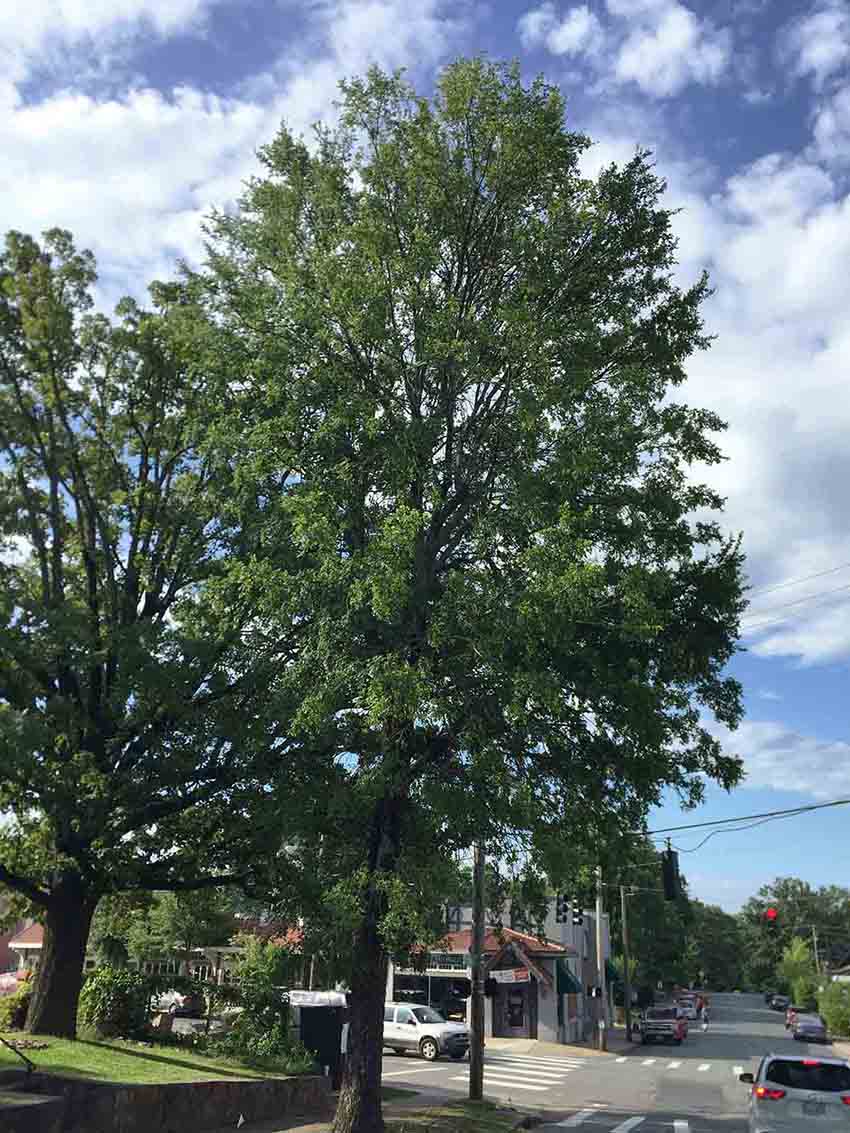 Cedar elm tree