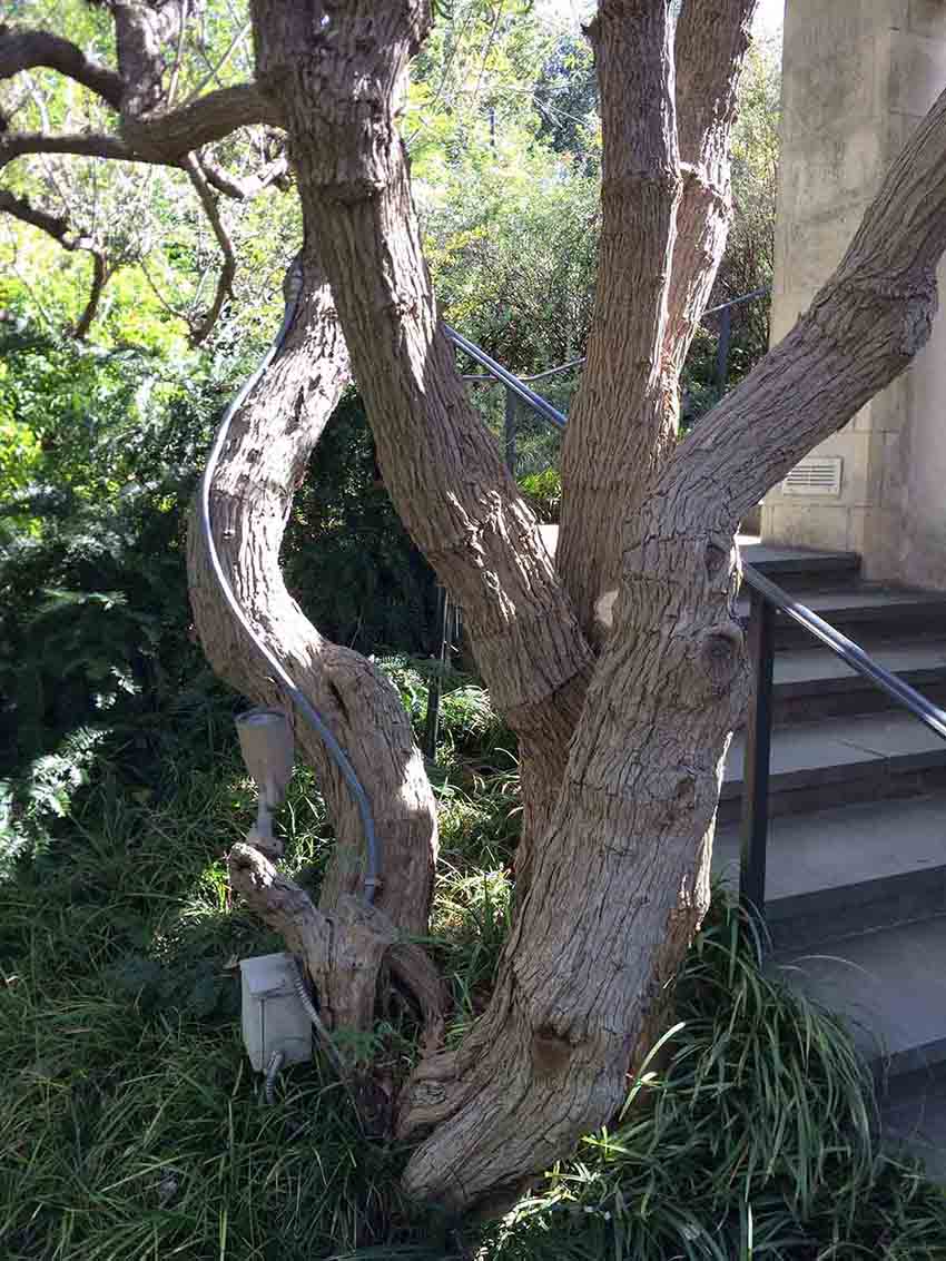 Chaste tree mature bark and habit