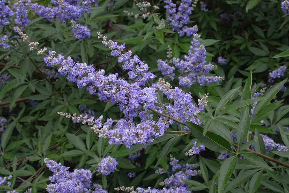Chaste tree flower and foliage, Montrose Purple cultivar
