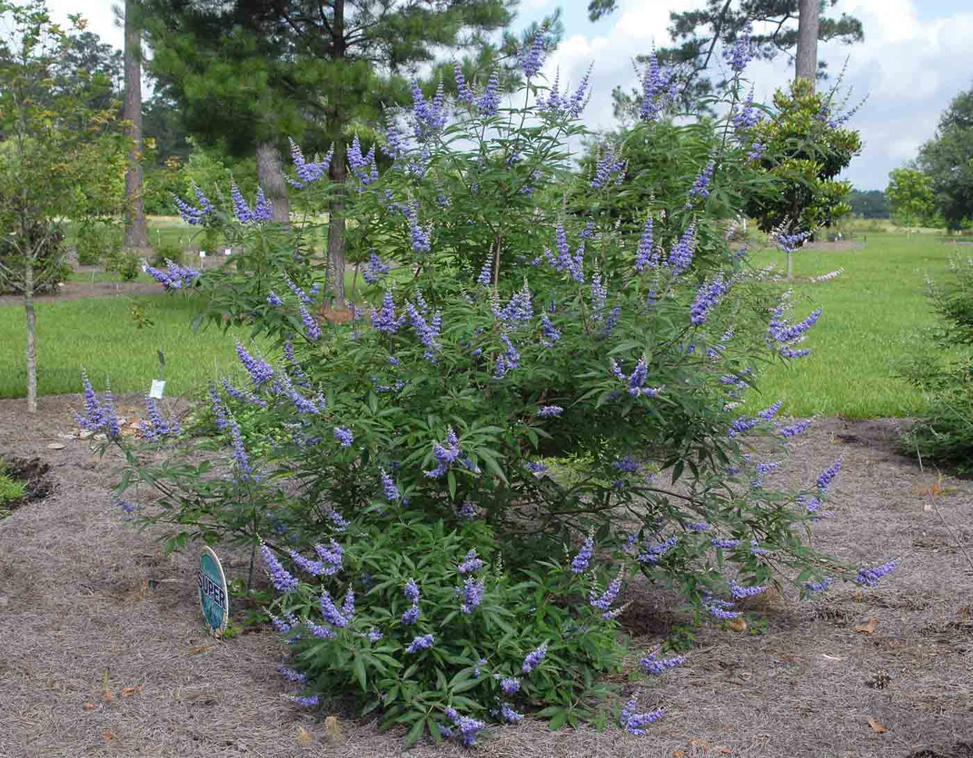 Chaste tree, Shoal Creek cultivar