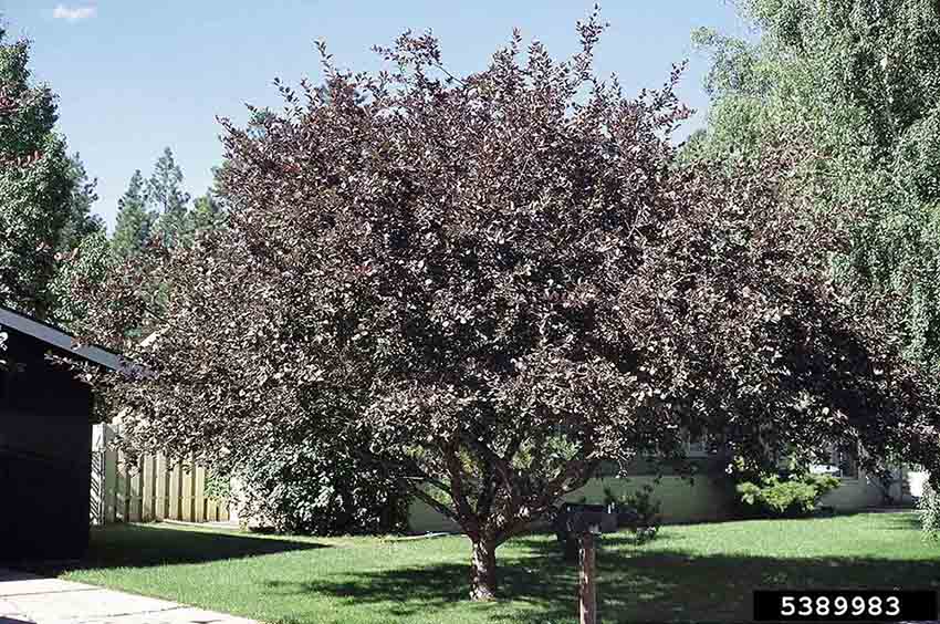 Cherry plum, or purpleleaf plum, tree