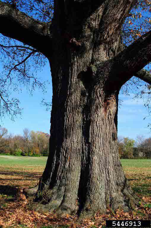 Cherrybark oak mature tree trunk