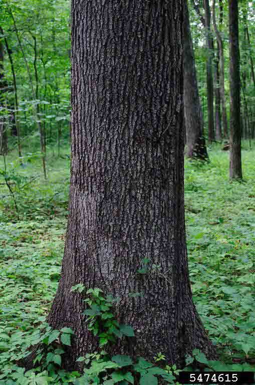 Cherrybark oak bark on mature tree