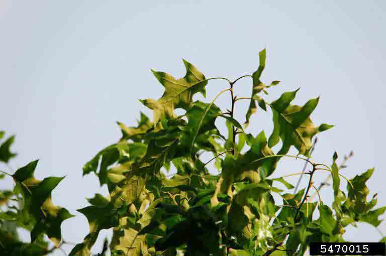 Cherrybark oak leaves, with 3-5 deep lobes per side at nearly right angles and bristled tips