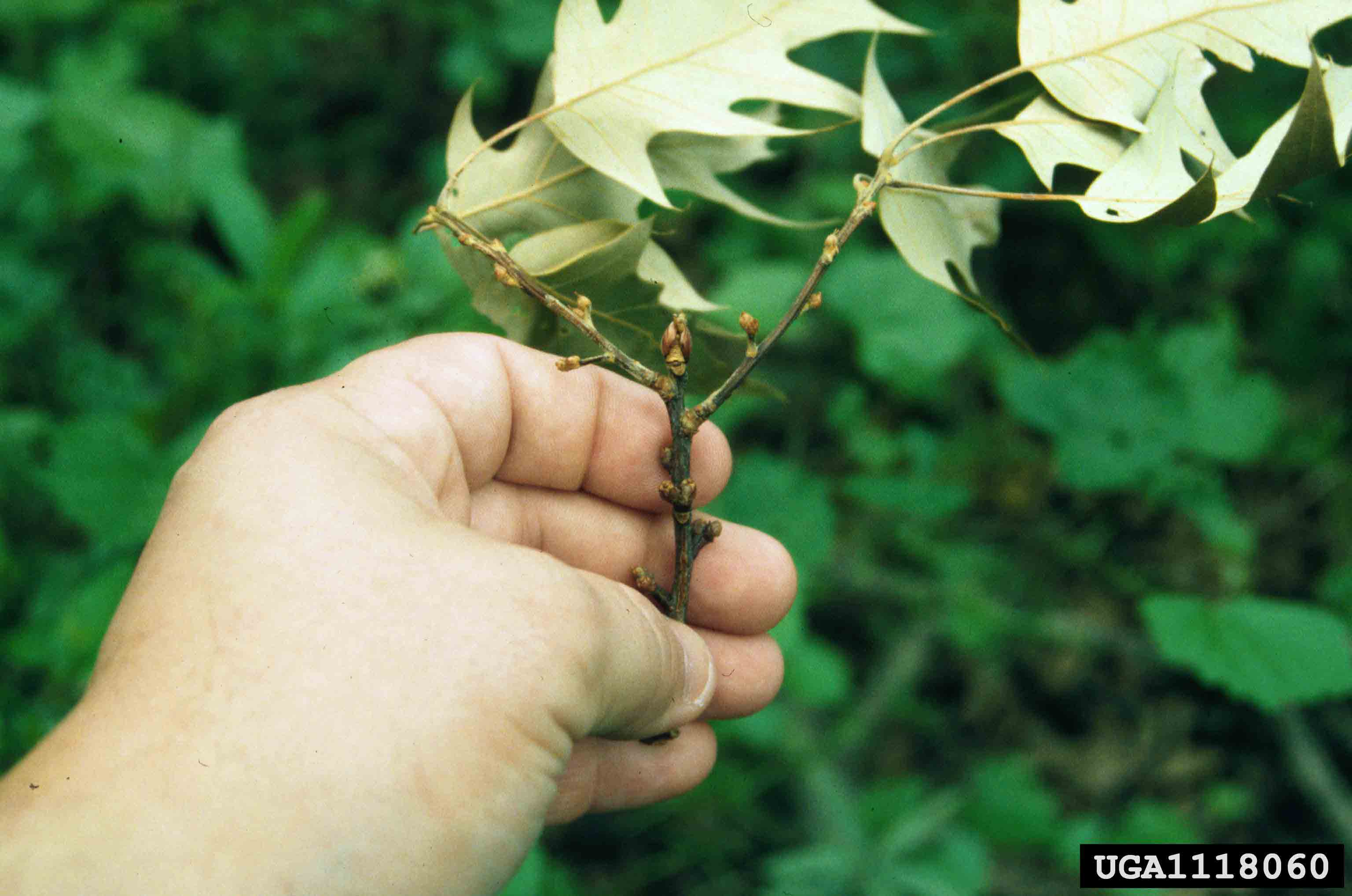 Cherrybark oak twig, showing immature acorns and grayish green undersides of leaves