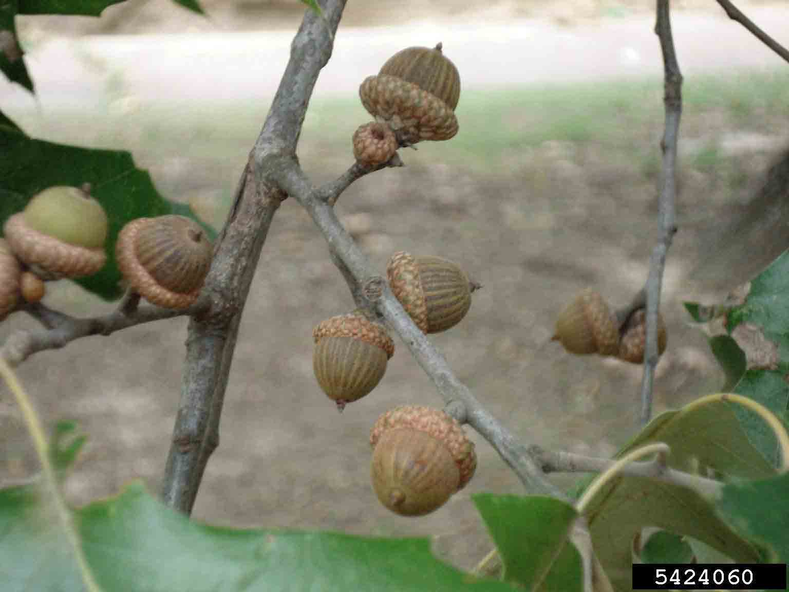 Cherrybark oak acorns
