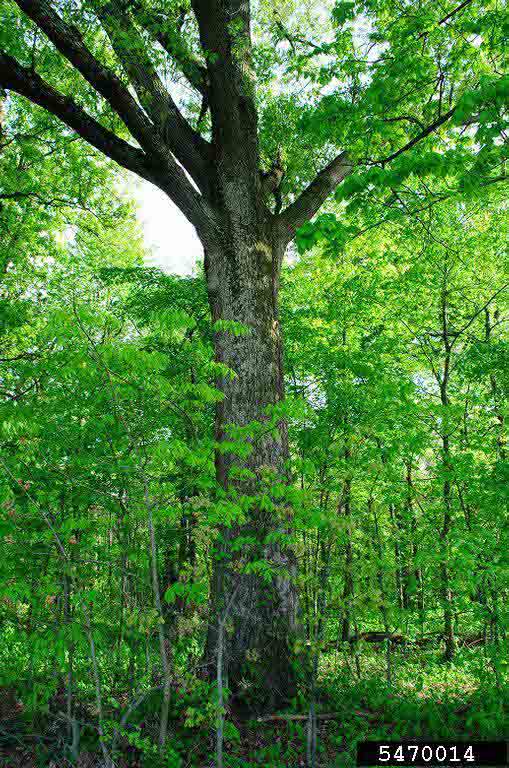 Cherrybark oak tree