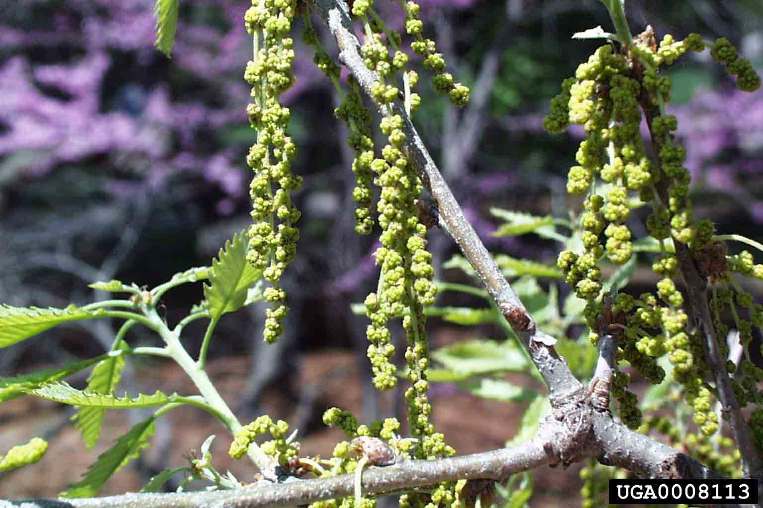 Chinkapin oak flowers